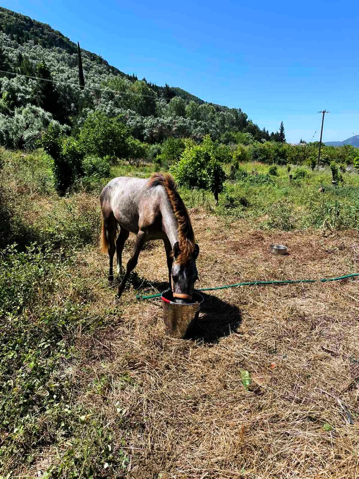 Lily Home_Lefkada ~ Private Country House Kondaraíni Esterno foto